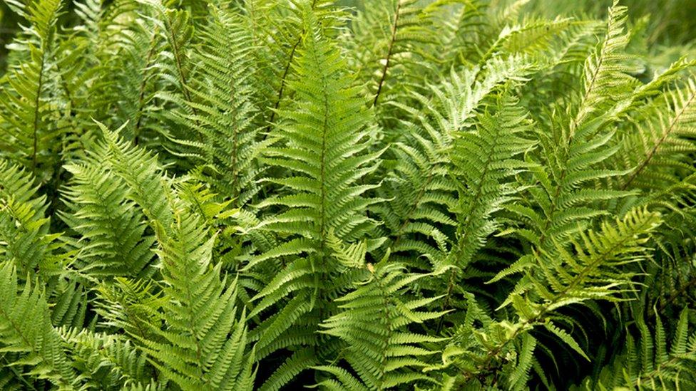 ferns