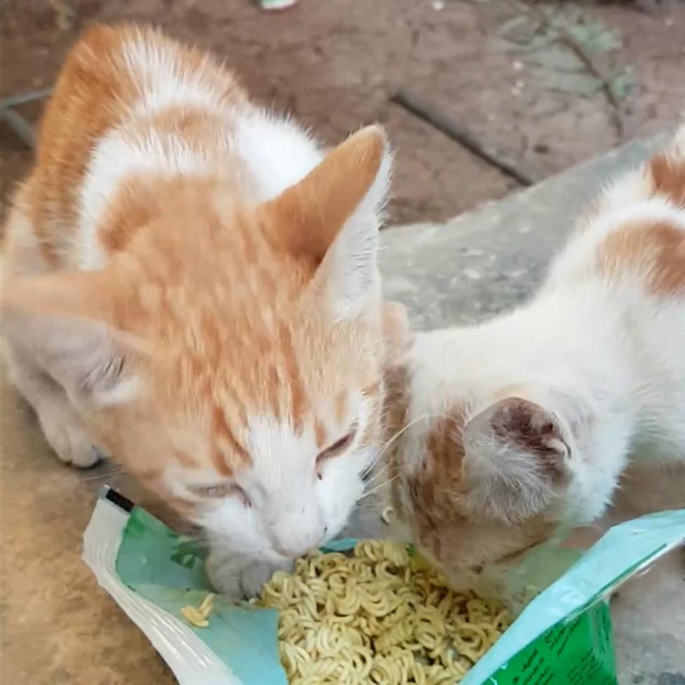 Cats eating noodles