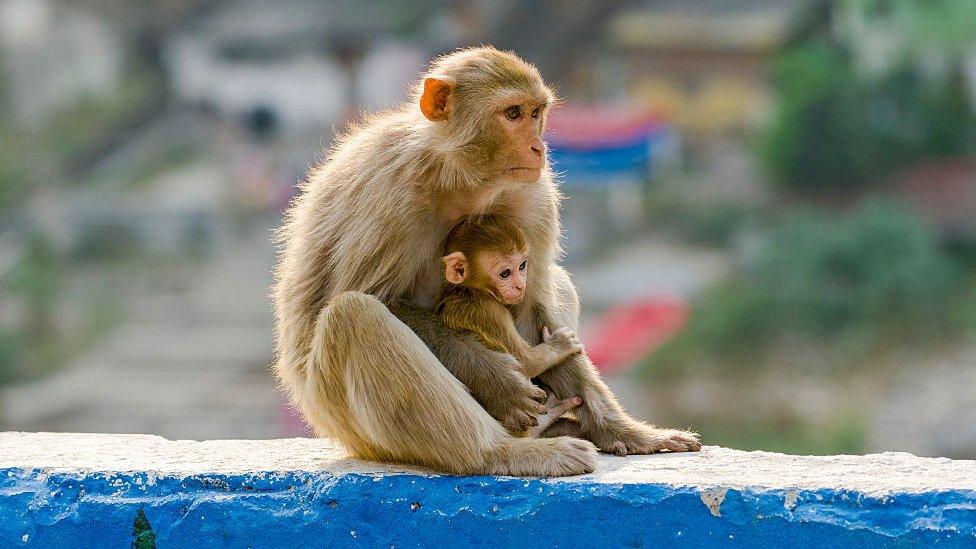 A female rhesus macaque and baby