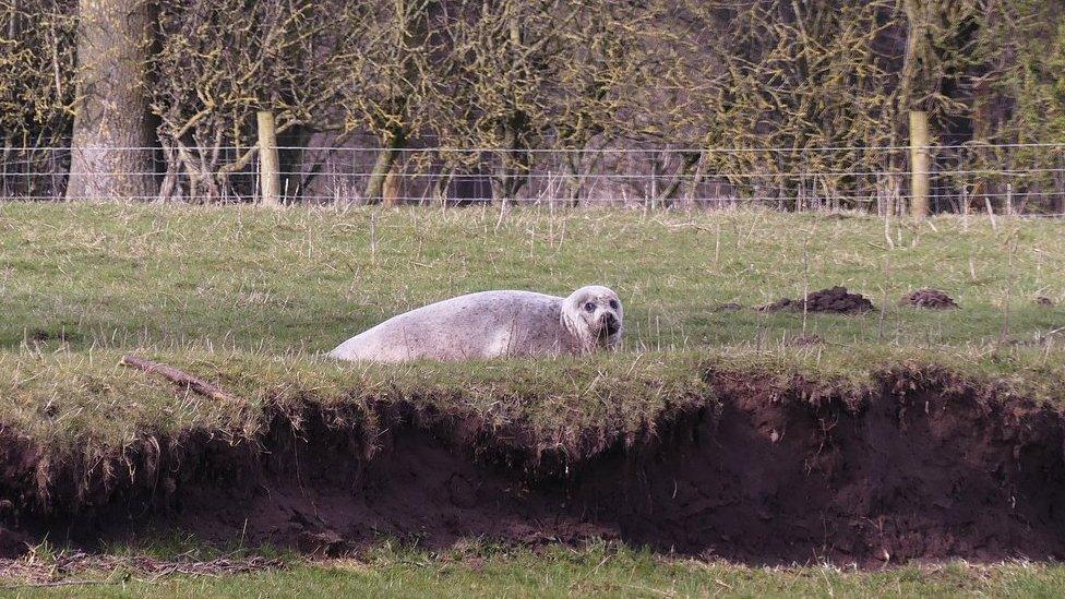 Seal on riverbank