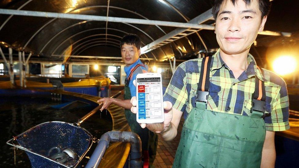 South Korean eel farmers showing off SK Telecom app