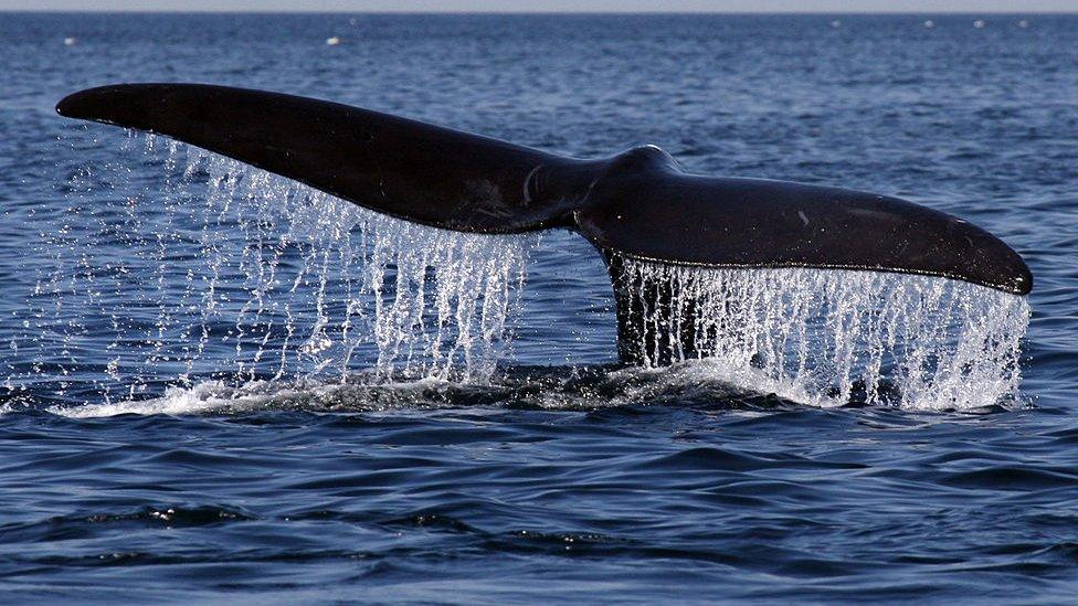 North Atlantic right whale.