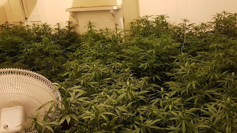 Cannabis plants being grown in a property in Northampton.