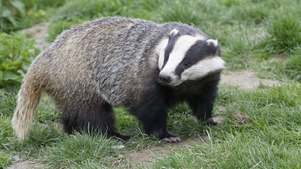 A badger