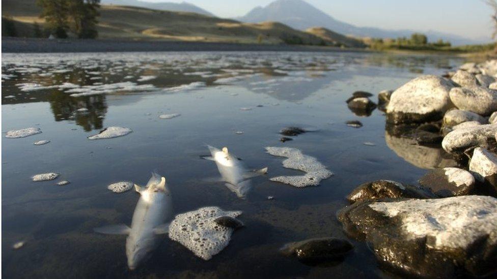 Dead whitefish float in the Yellowstone River near Emigrant, Montana.