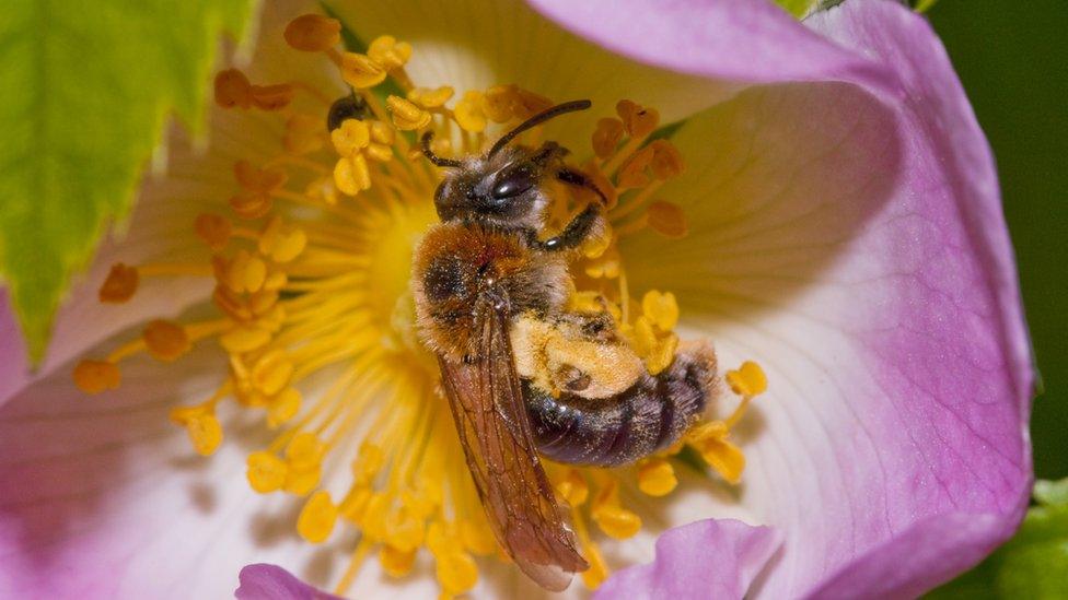 Solitary bee