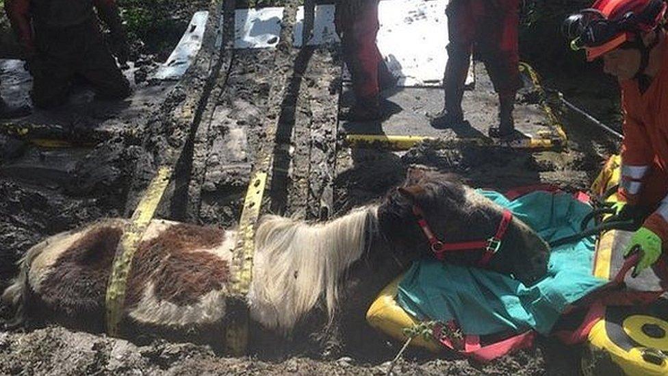 Horse stuck in mud