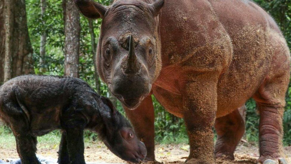 Sumatran-rhinos.