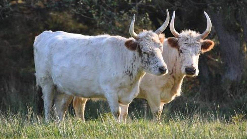 Two Chillingham cattle