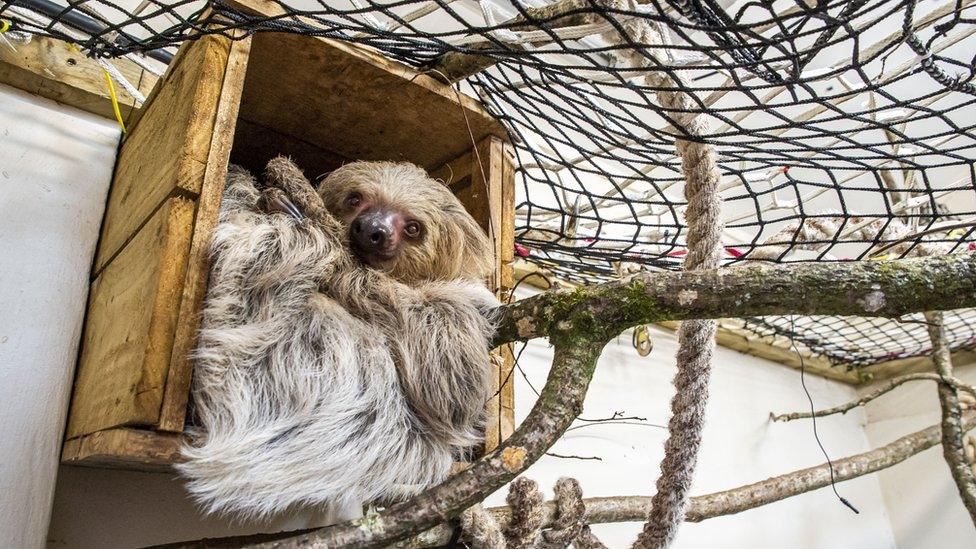 Truffles - the two-toed sloth