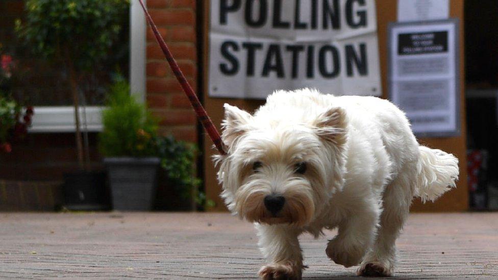 Dog outside polling station