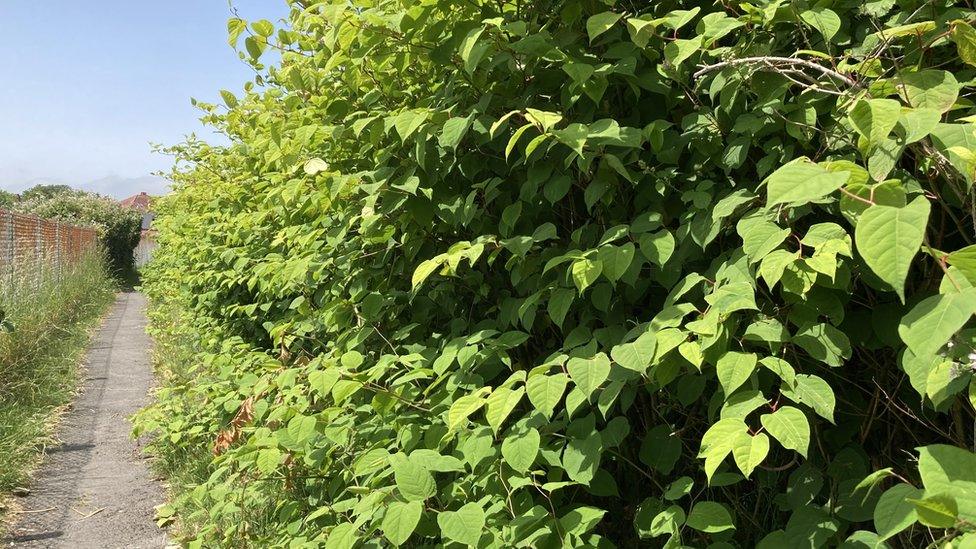 Japanese knotweed crowds the footpath leading to Heol Goffa, Llanelli