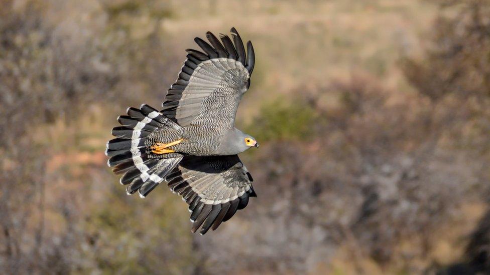 harrier hawk