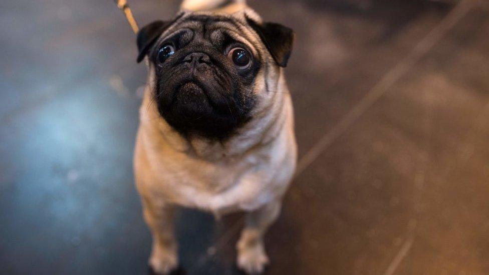 Picture of sad pug