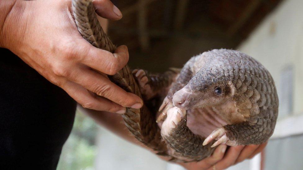 A man holding a pangolin