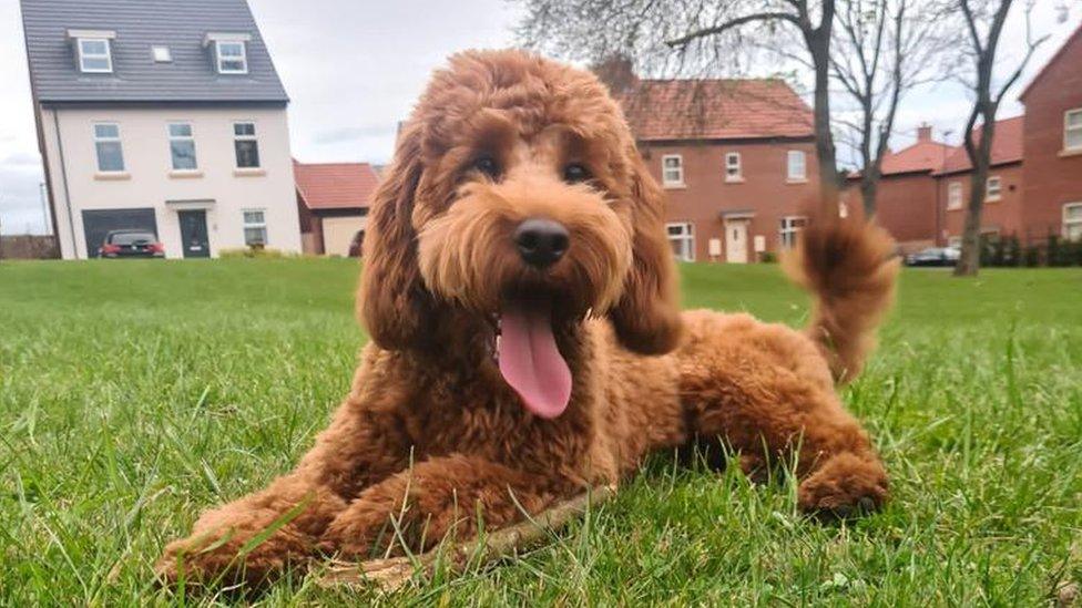 Elvis the cockapoo