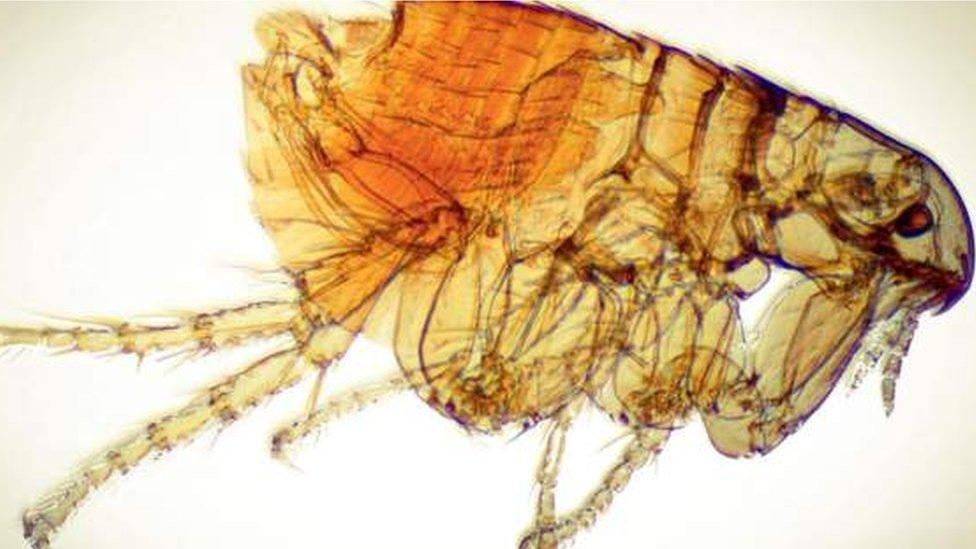 A flea