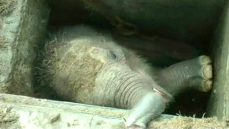 Trapped elephant calf (May 2016)