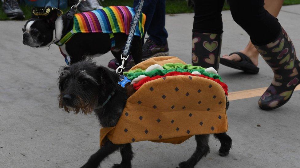 Dog dressed in costume