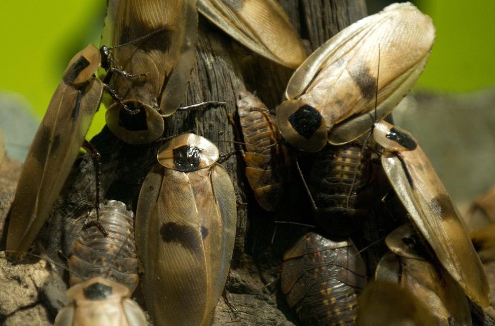 Group of giant cockroaches