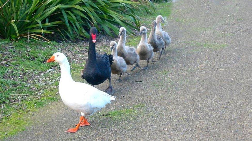 Thomas, Henry and baby cygnets following them around