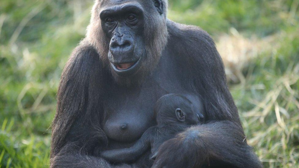 Baby gorilla and mum from Belfast Zoo