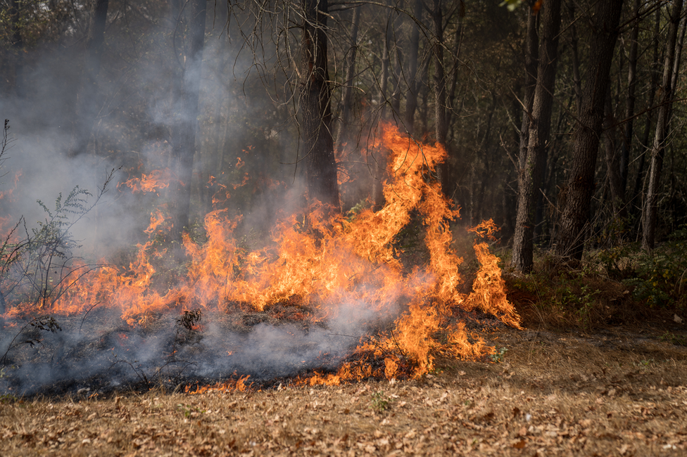 Flames lick along the set perimeter of a tactical fire near Hostens