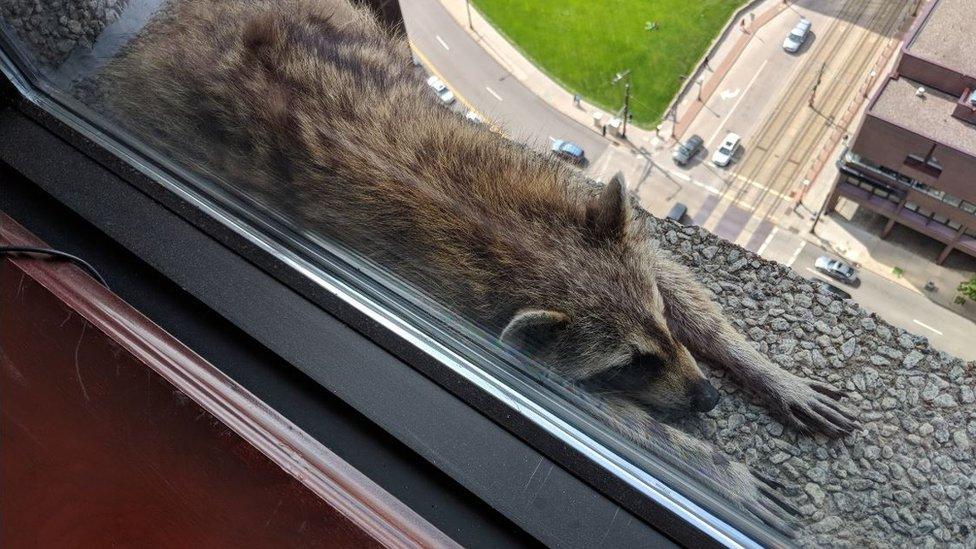 Photograph of raccoon stretched out on ledge, with sharp drop pictured below