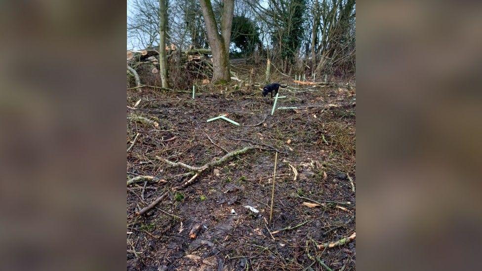 Several tree canes are strewn across a field. There are lots of branches and a black dog in the distance near trees and chopped up wood.