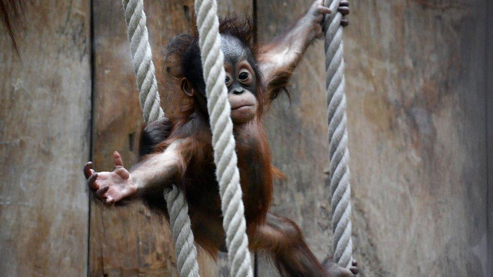 A baby orangutan plays on ropes in a zoo