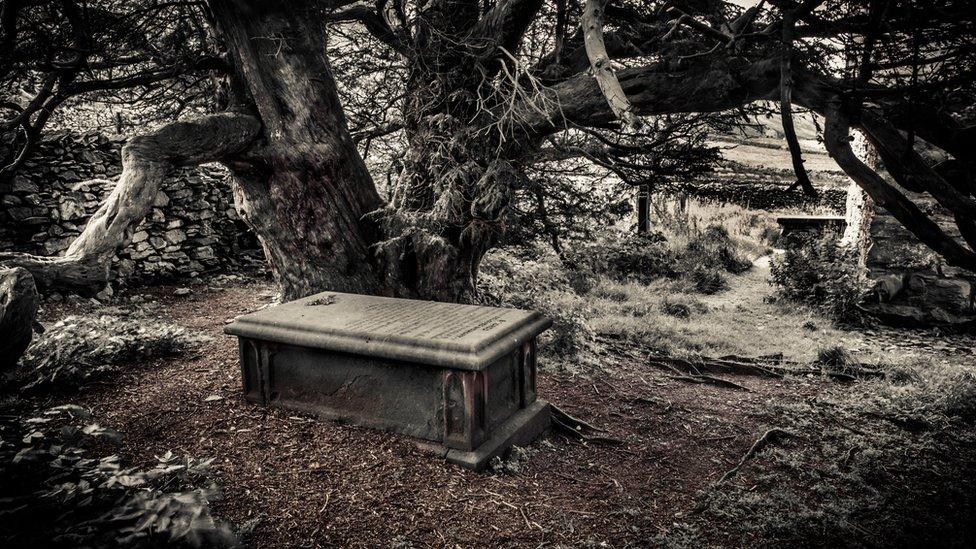 Martindale Yew, Cumbria