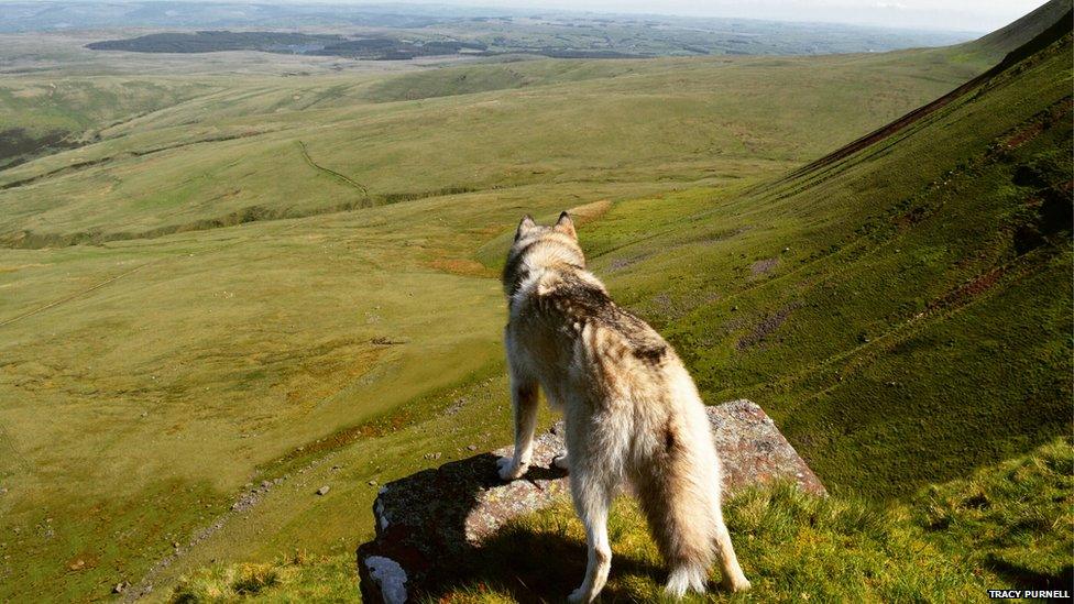 Asher the dog overlooking the Carmarthen Fans, Carmarthenshire