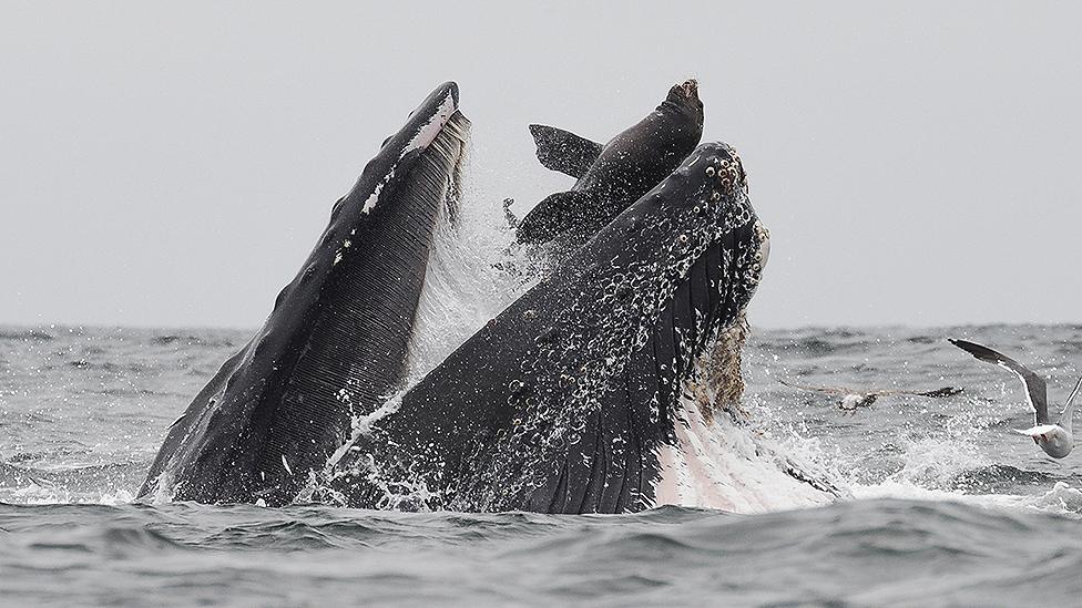 Whale-swallows-sea-lion.