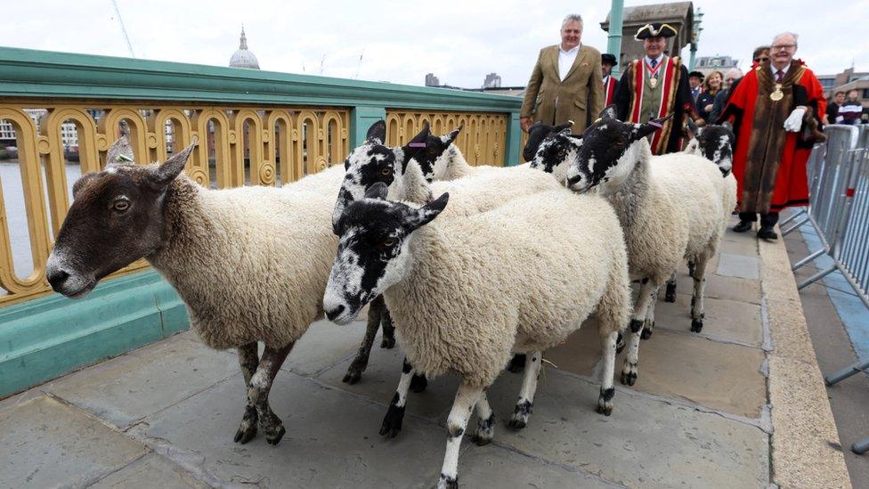 Richard Corrigan (back left) walks sheep over the bridge with the Lord Mayor