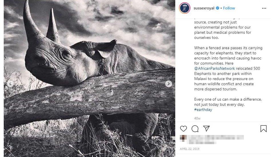 Prince Harry's image of a rhino