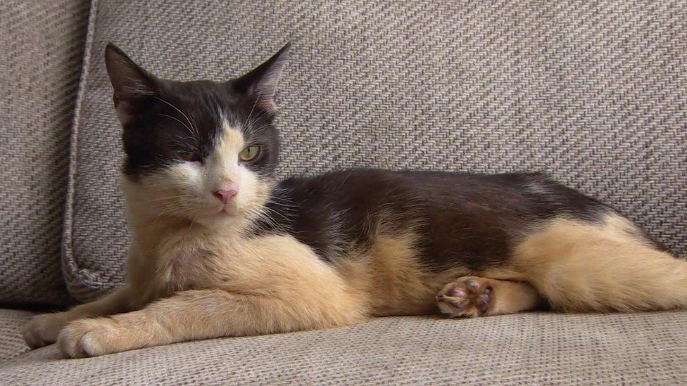 Image of black and white cat Chips, whose fur is stained brown.