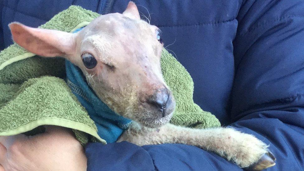 Wiltshire lamb born without a fleece saved from the chop - BBC News