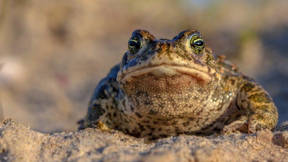 Natterjack toad