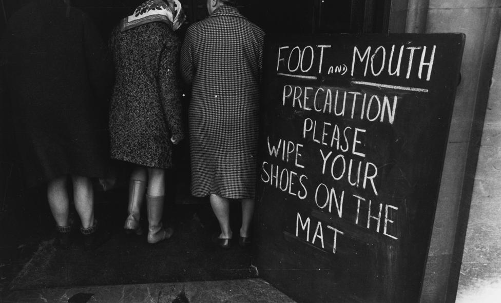 Foot and mouth precautions in 1967