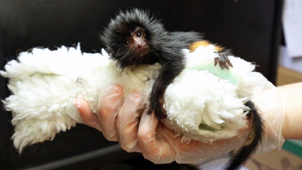 Baby black lion tamarin