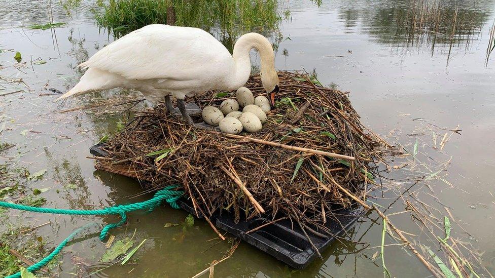 Swan on the raft