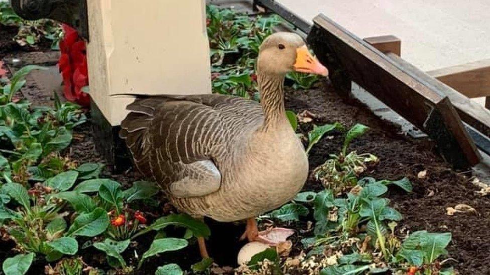 Goose in flower bed at York railway station