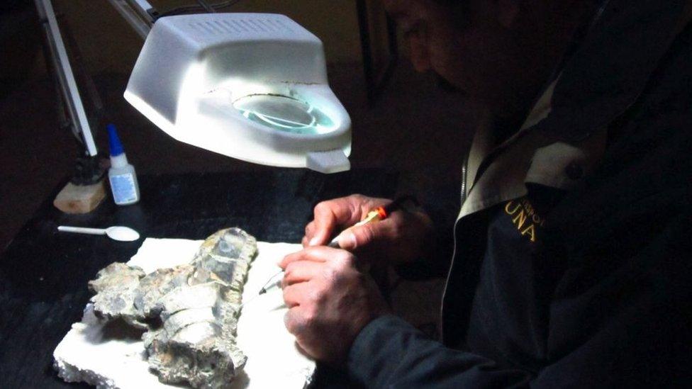 Scientists working on the fossil of the new species of crested dinosaur