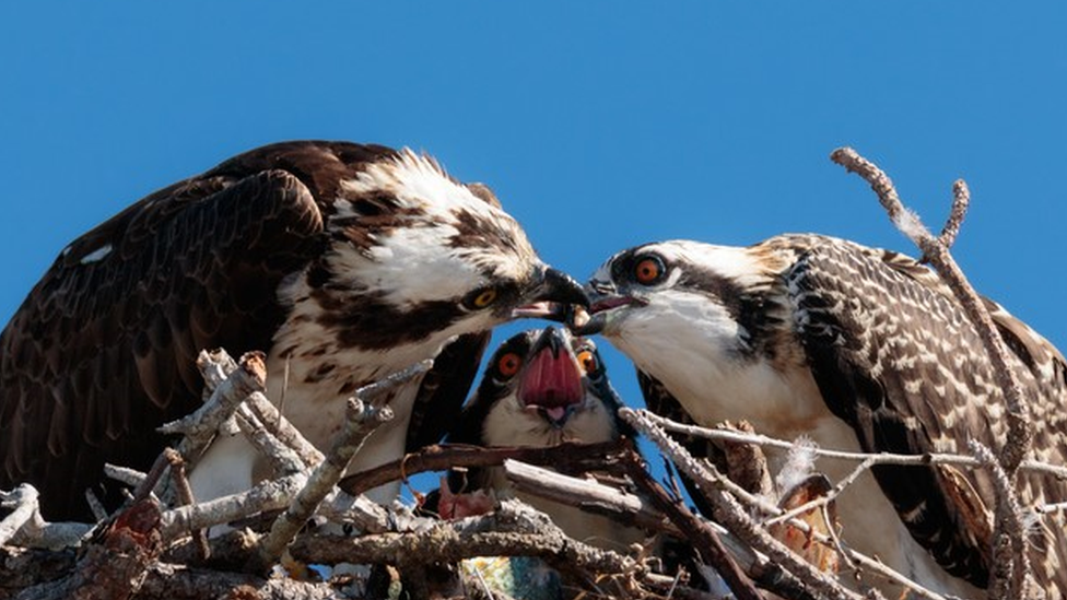 Ospreys