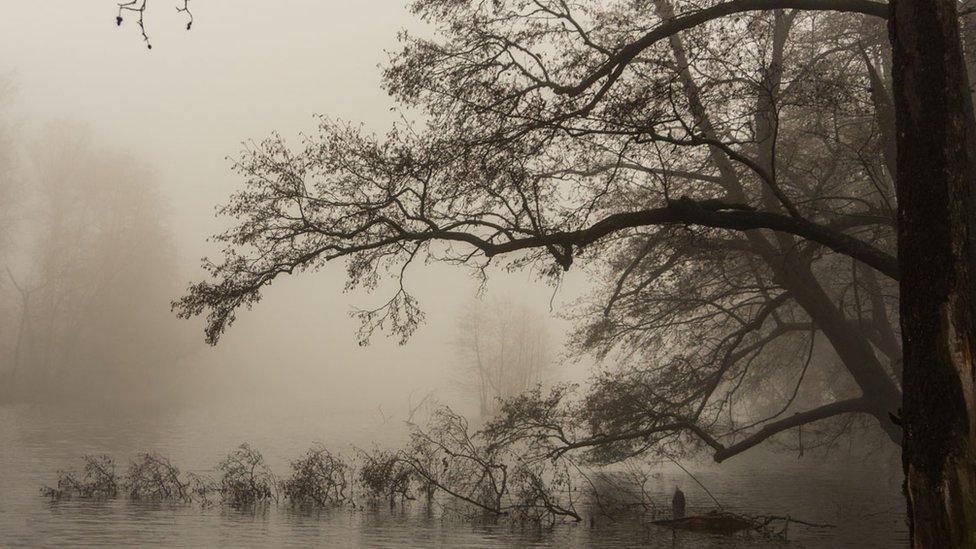 A-tree-and-lake-on-a-foggy-day.