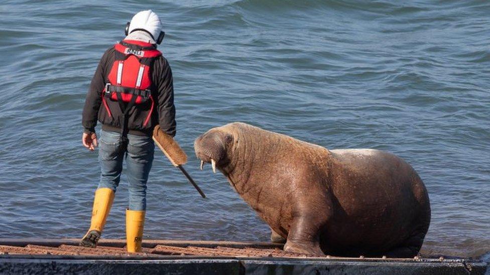 An RNLI crew member trying and failing to move the walrus with a brush