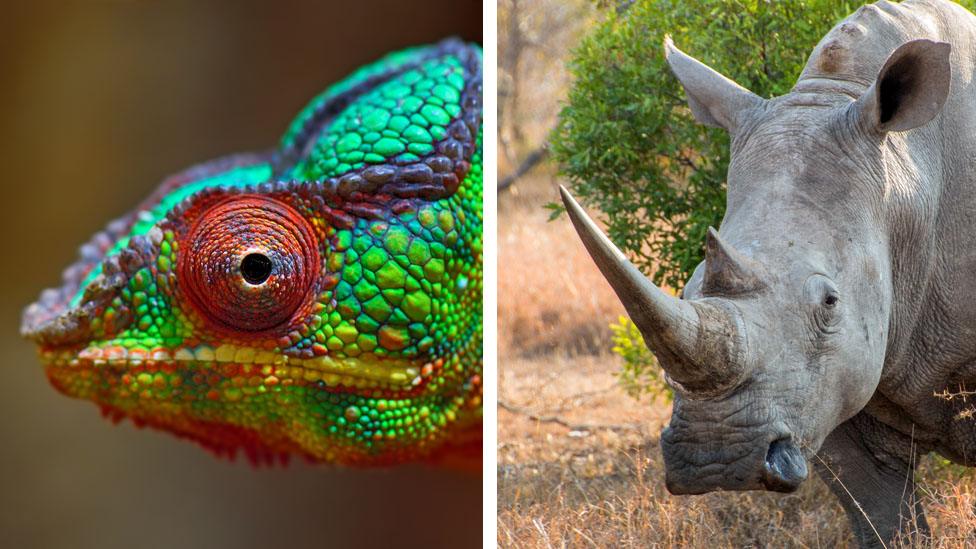 Chameleon and Rhinoceros