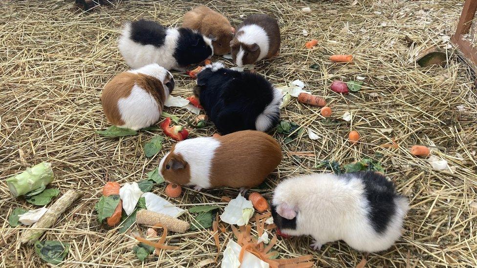 Guinea pigs