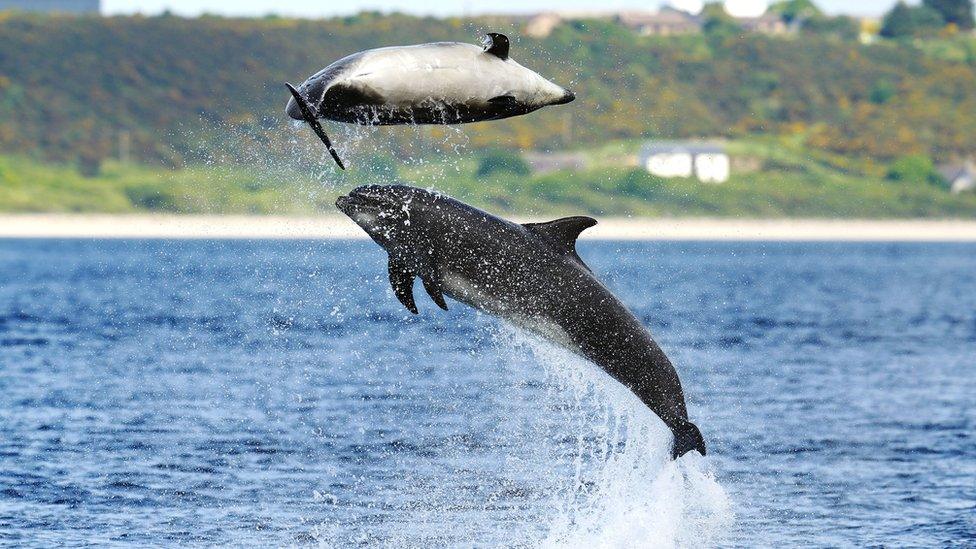 Bottlenose dolphins