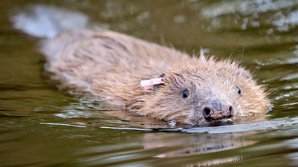 An adult beaver released back into the wild